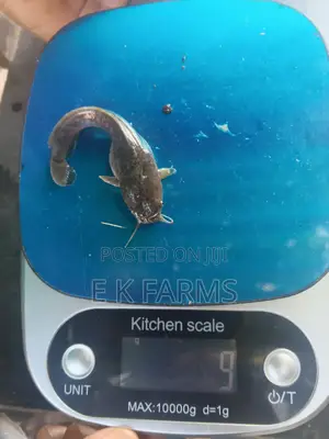 Super Fast Growing Catfish Juveniles and Fingerlings, 6-7 Cm, 8-9 G