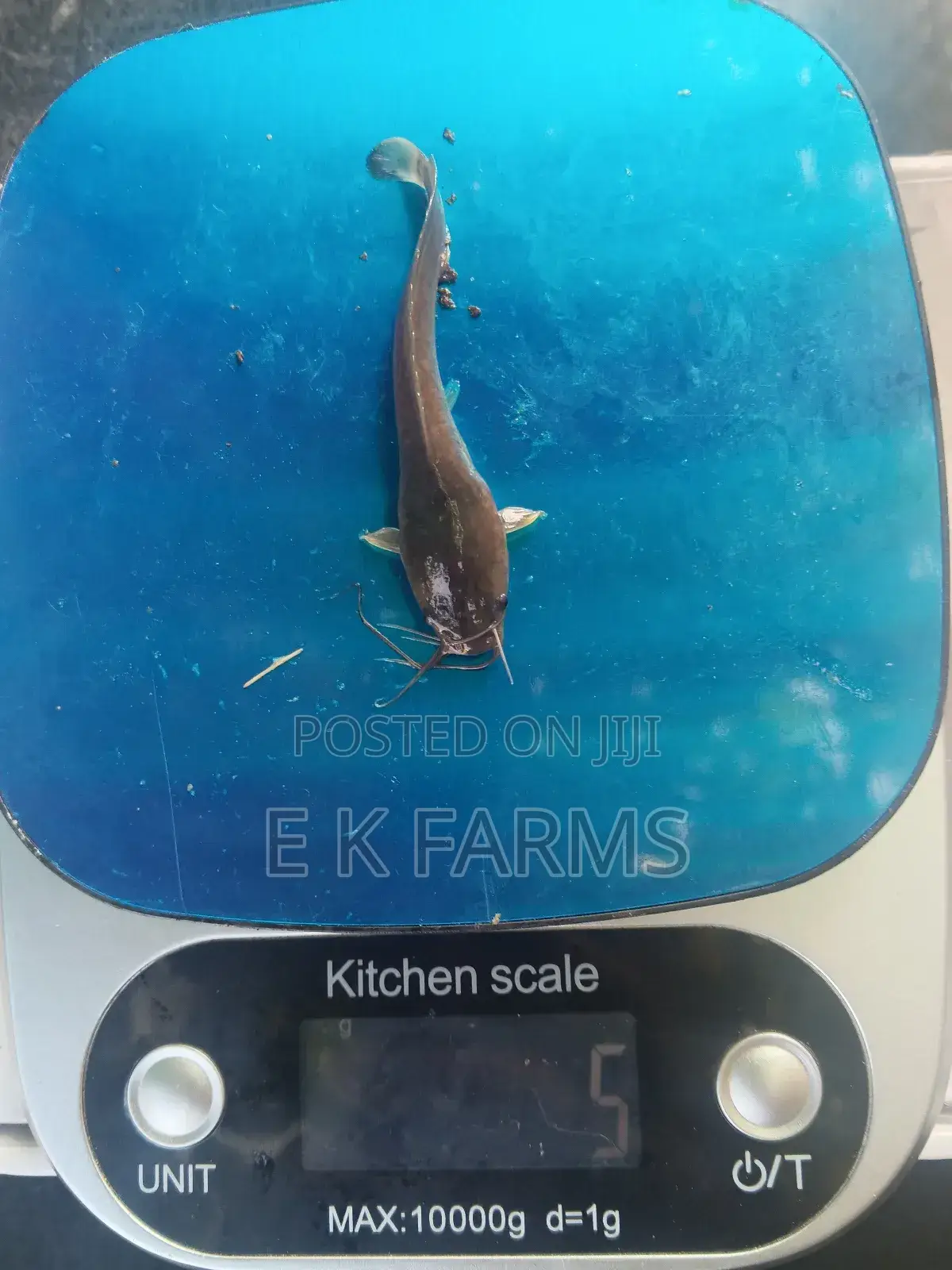 Super Fast Growing Catfish Juveniles and Fingerlings, 6-7 Cm, 8-9 G