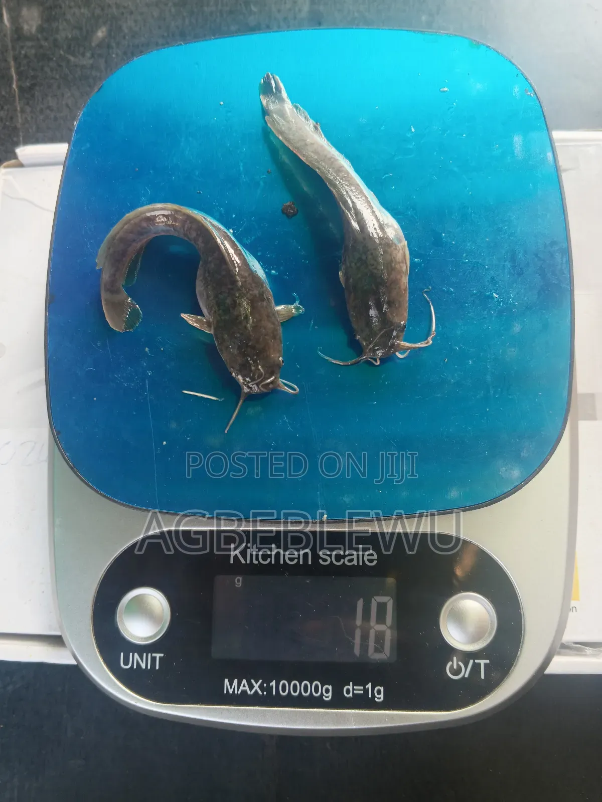 Super Fast Growing Catfish Juveniles and Fingerlings