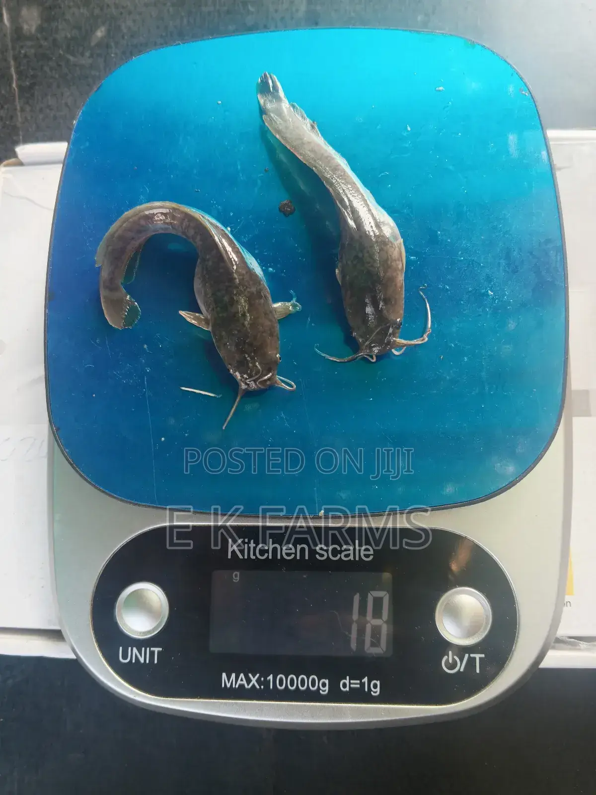 Super Fast Growing Catfish Juveniles and Fingerlings, 6-7 Cm, 8-9 G