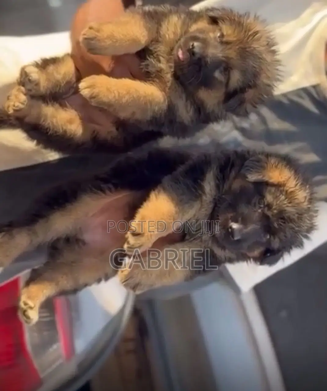 1-3 months Female Purebred German Shepherd
