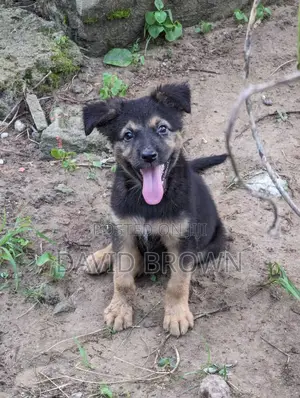 1-3 months Female Mixed Breed German Shepherd
