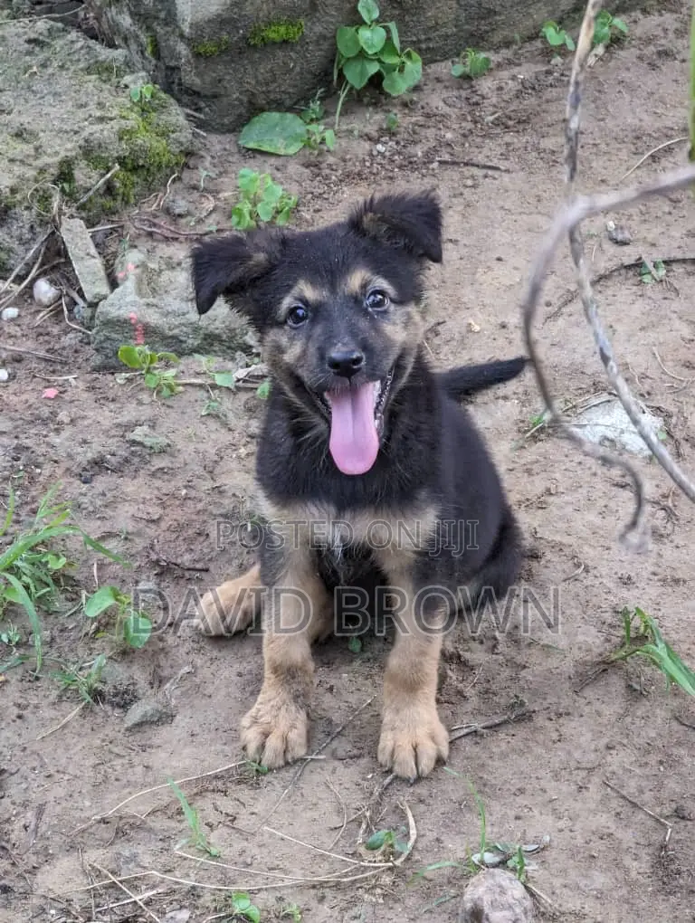 1-3 months Female Mixed Breed German Shepherd