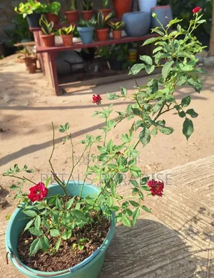 Rose Flower for Sale