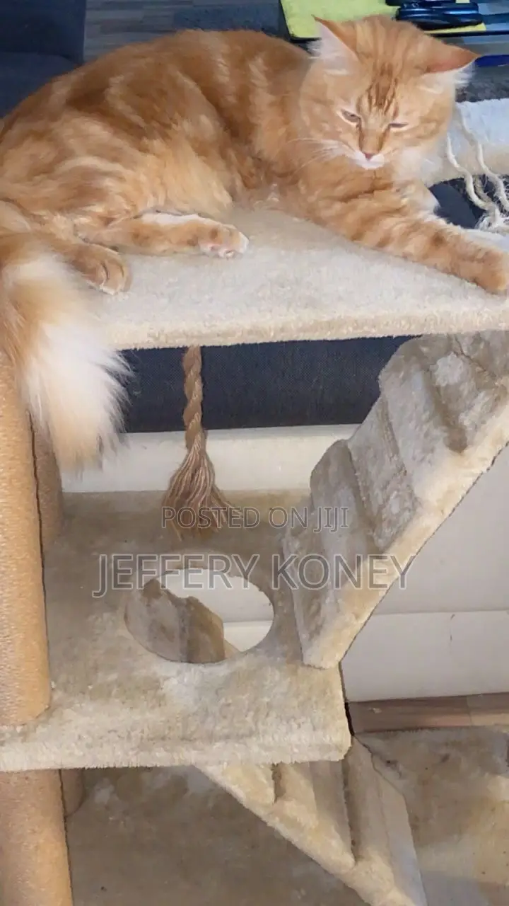 1+ year Male Purebred Maine Coon