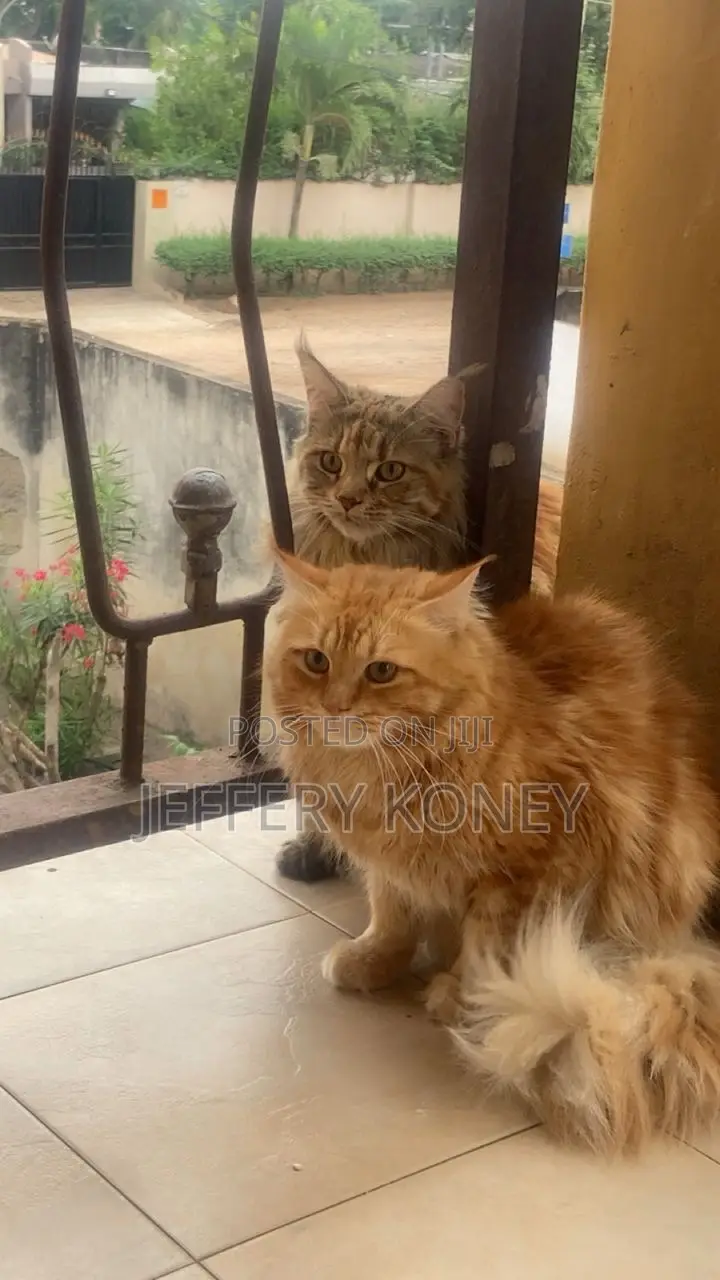 1+ year Male Purebred Maine Coon
