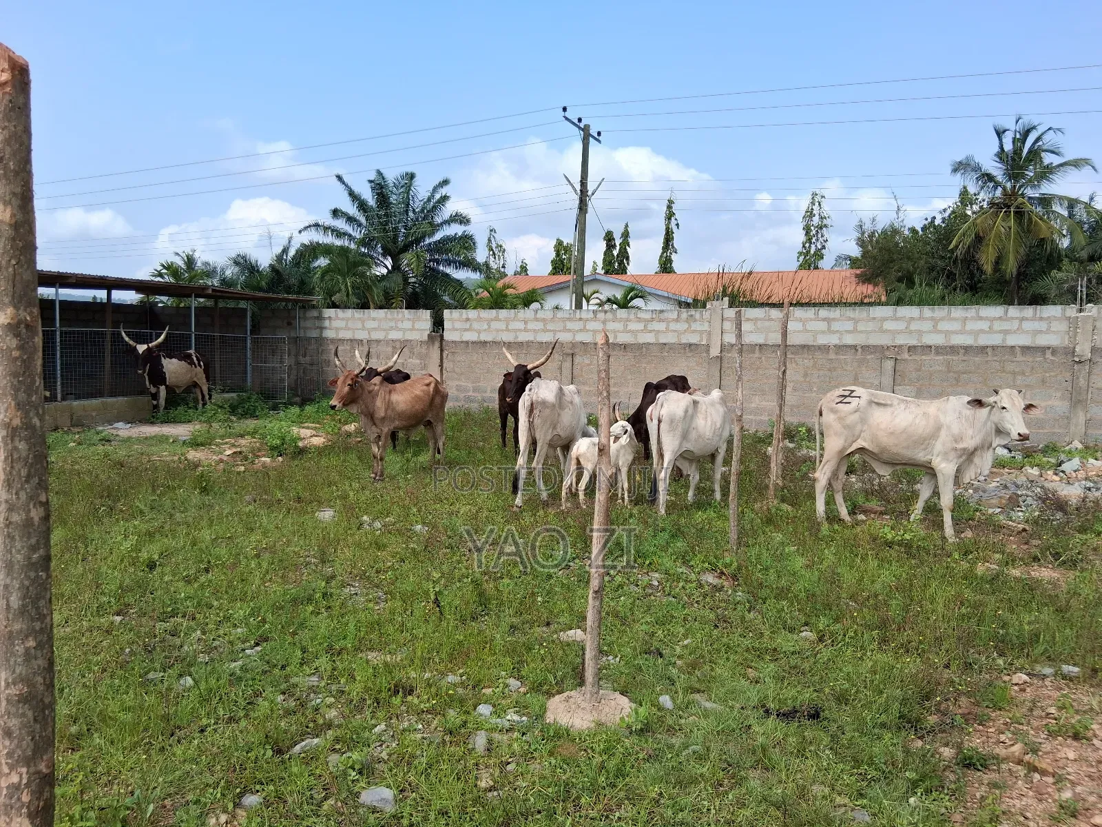 Cows for Sale