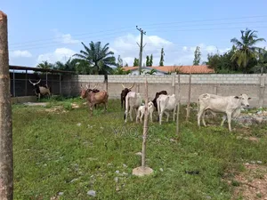 Cows for Sale