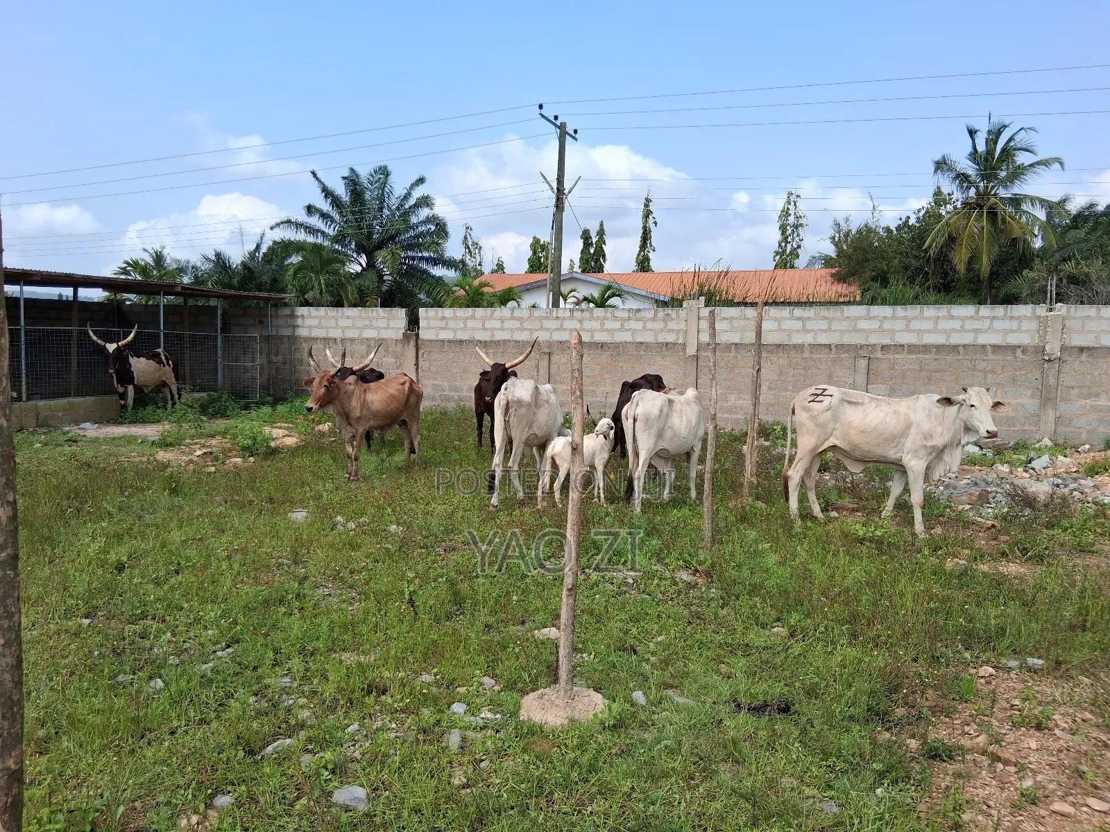 Cows for Sale