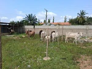 Cows for Sale