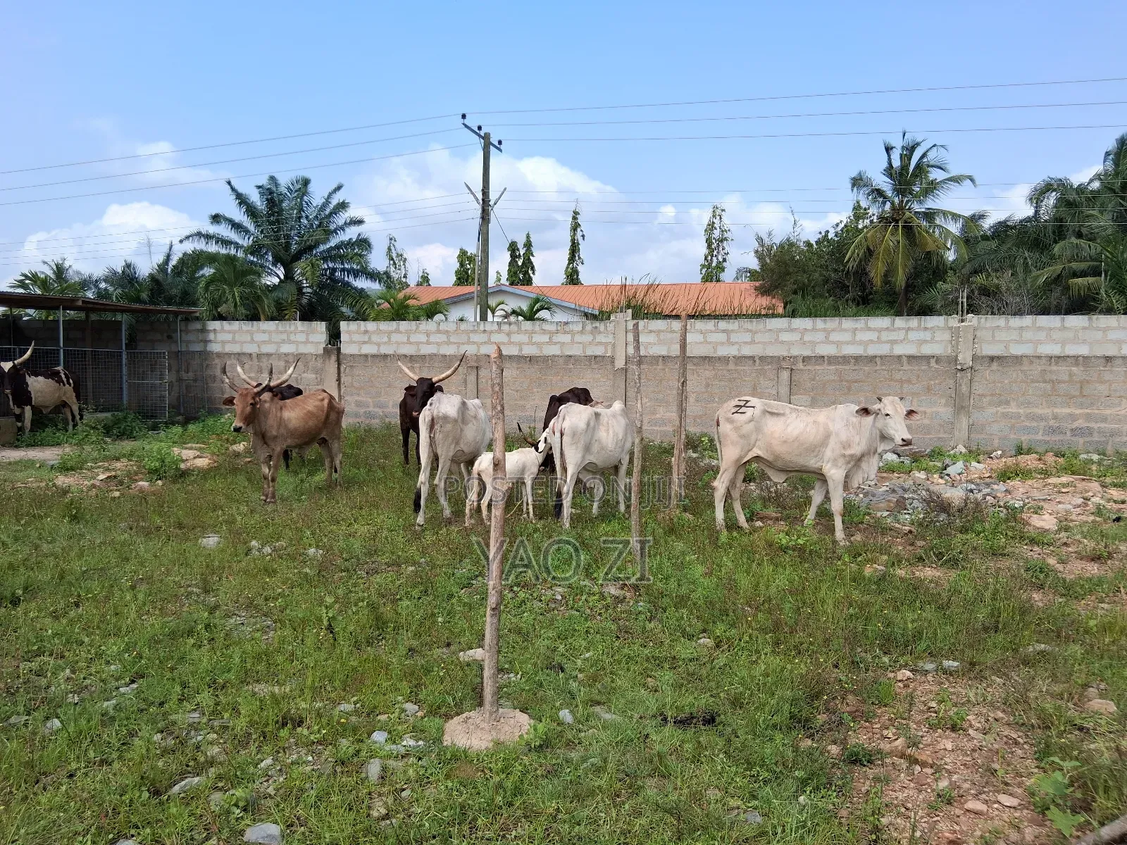 Cows for Sale