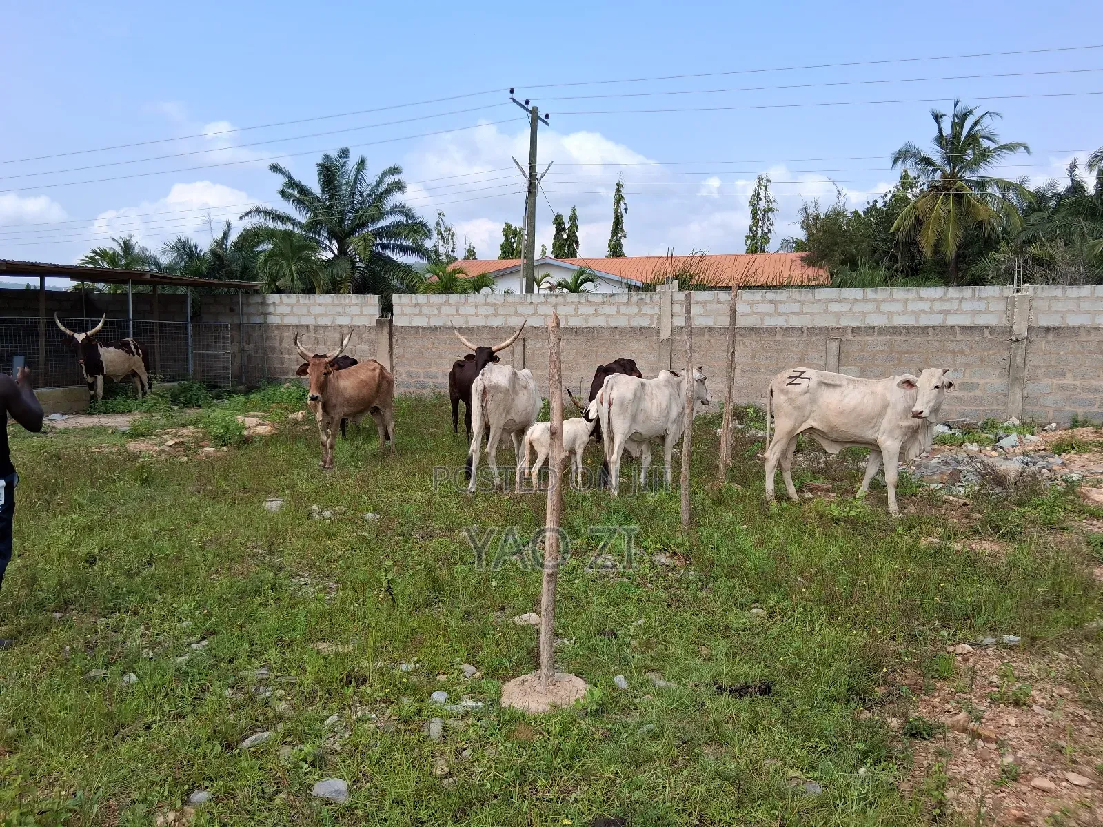 Cows for Sale