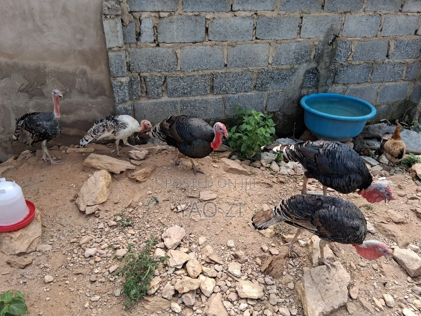 Live Turkey