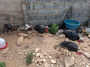 Live Turkey