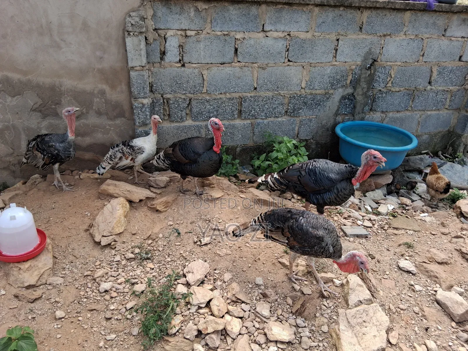 Live Turkey