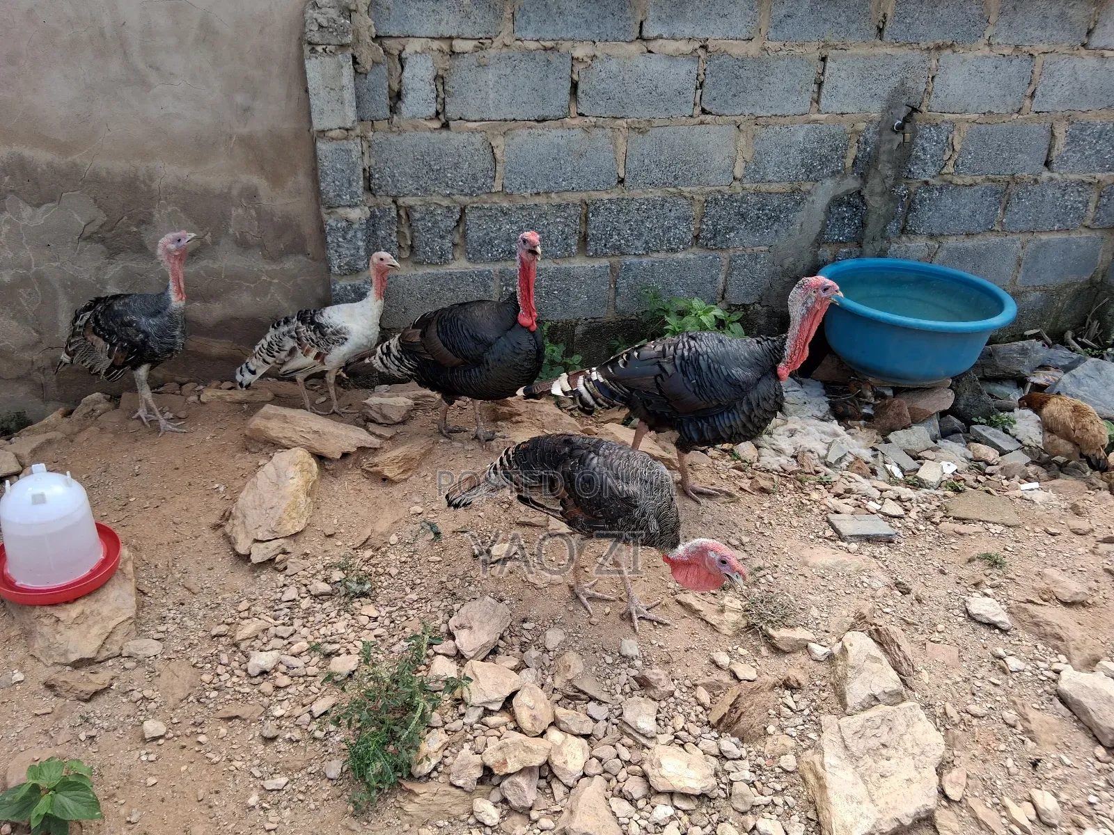 Live Turkey