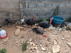 Live Turkey