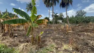 Prime Area 2 Half Plot for Sale at Ahodwo Nhyieso