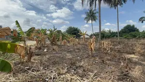 Prime Area 2 Half Plot for Sale at Ahodwo Nhyieso
