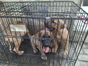 1-3 months Female Purebred Boerboel