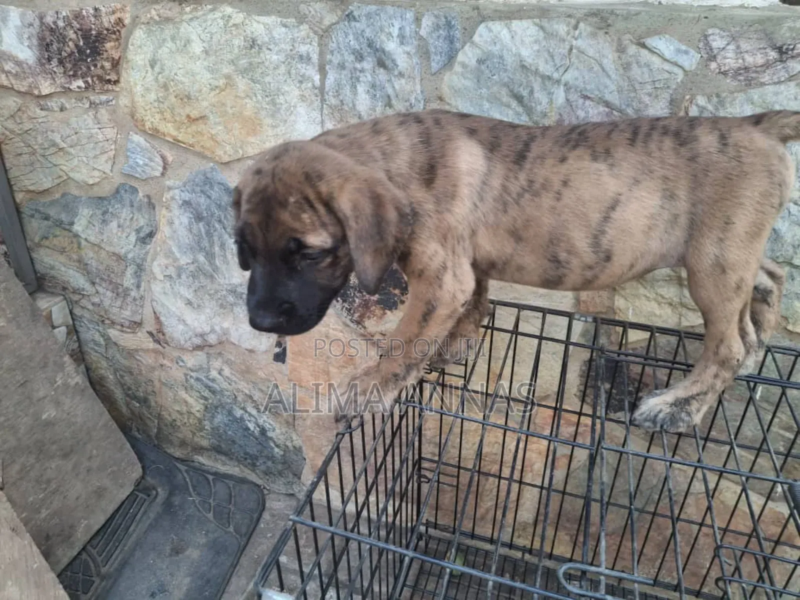 1-3 months Female Purebred Boerboel