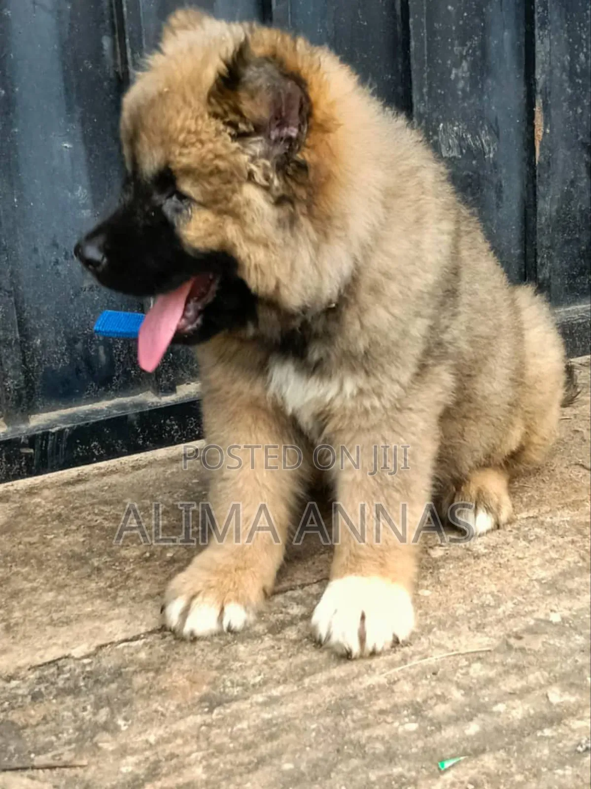1-3 months Male Purebred Caucasian Shepherd