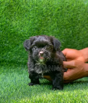 1-3 months Male Purebred Poodle