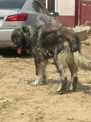 6-12 months Male Purebred Caucasian Shepherd