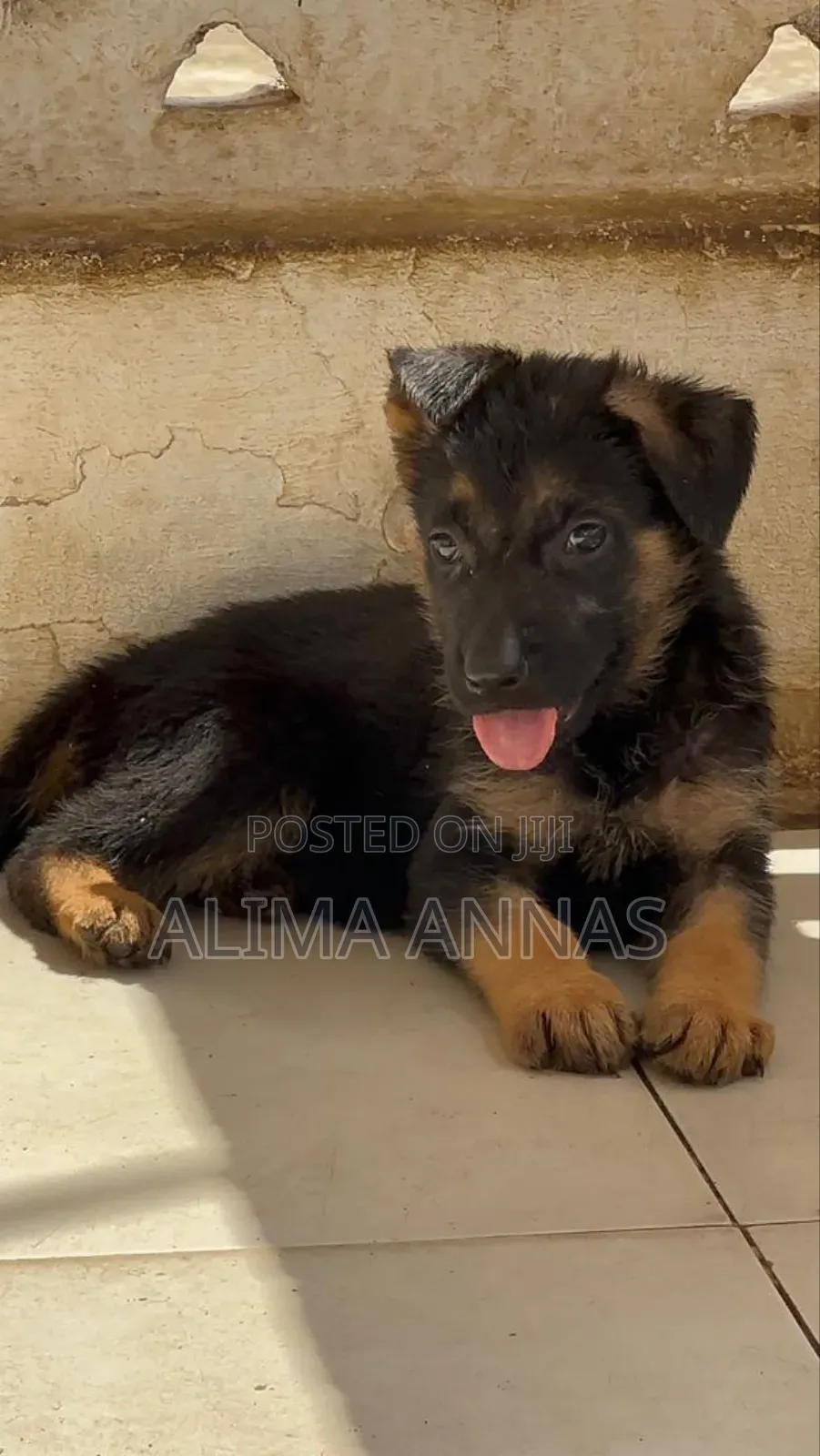 1-3 months Female Purebred German Shepherd