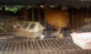 Jumbo Quail Birds and Eggs/Chickens for Sale.
