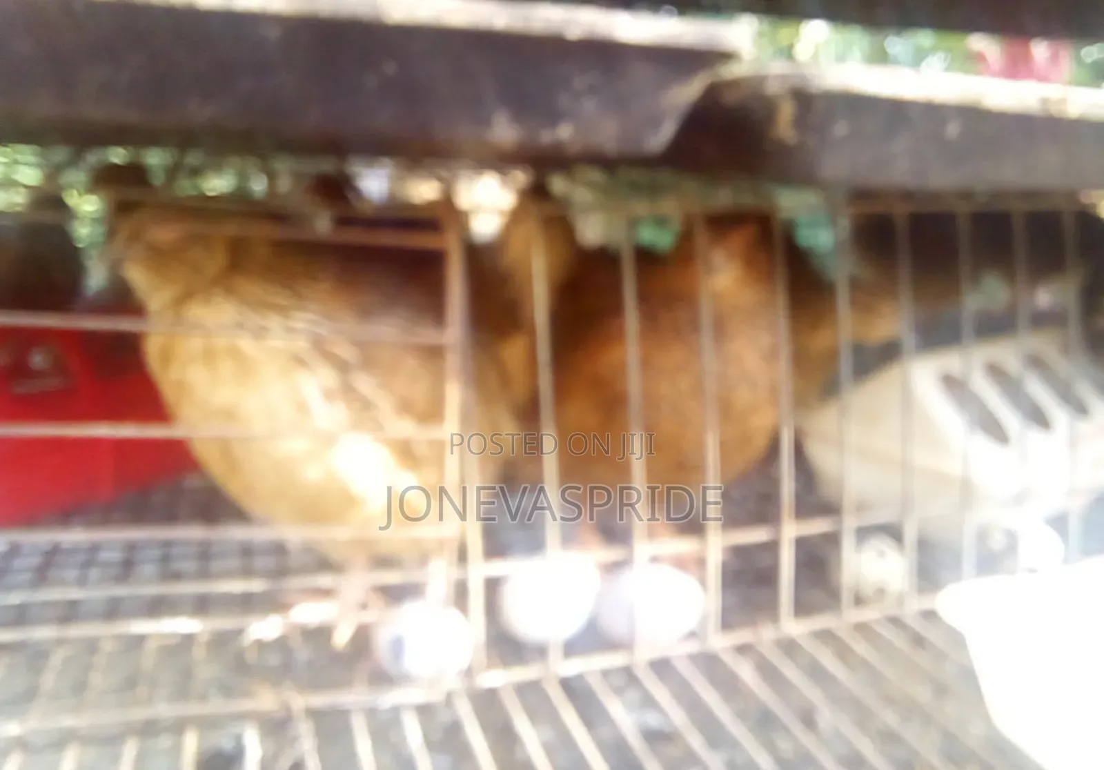 Jumbo Quail Birds and Eggs/Chickens for Sale.