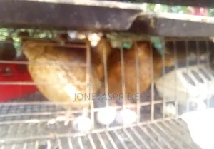 Jumbo Quail Birds and Eggs/Chickens for Sale.