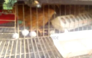 Jumbo Quail Birds and Eggs/Chickens for Sale.