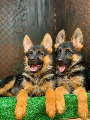 1-3 months Male Purebred German Shepherd