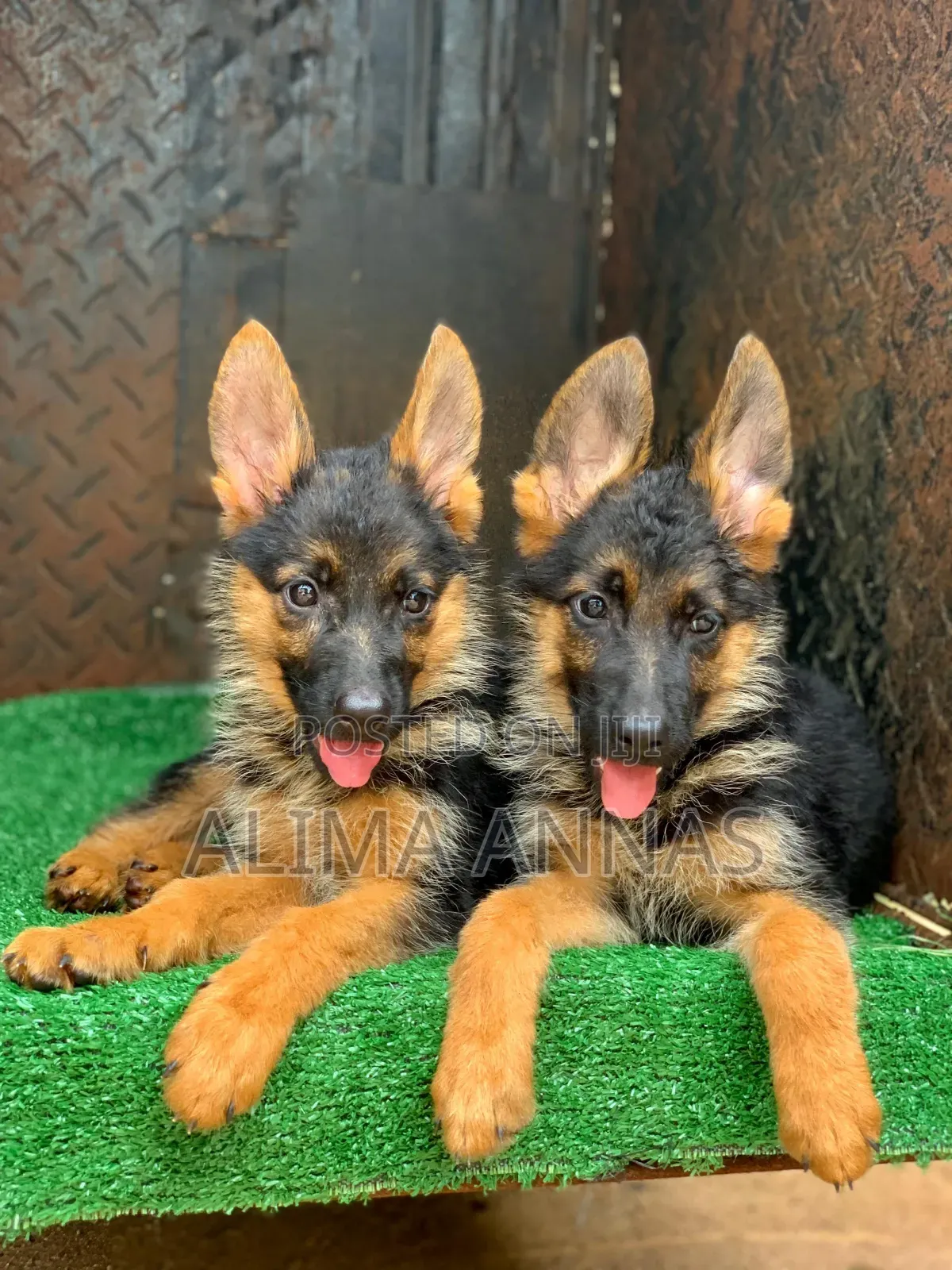 1-3 months Male Purebred German Shepherd