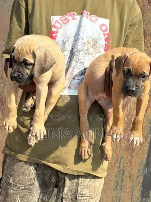 1-3 months Male Purebred Boerboel