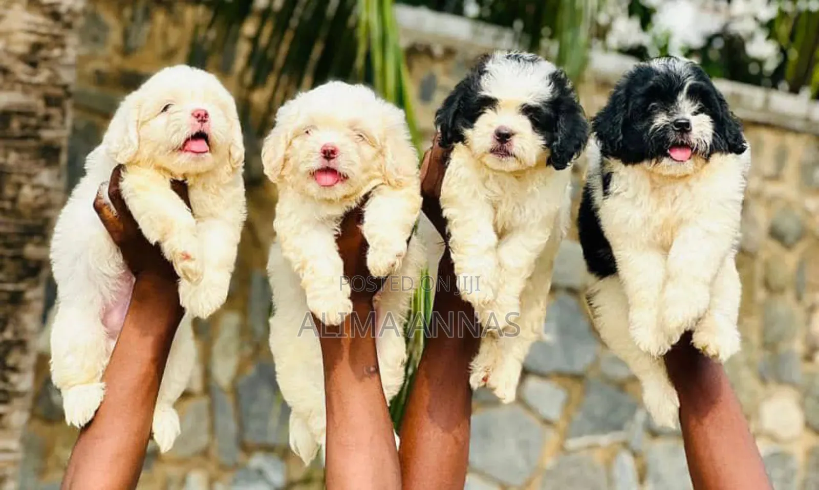1-3 months Male Purebred Poodle