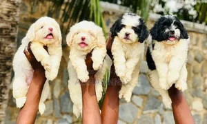 1-3 months Male Purebred Poodle