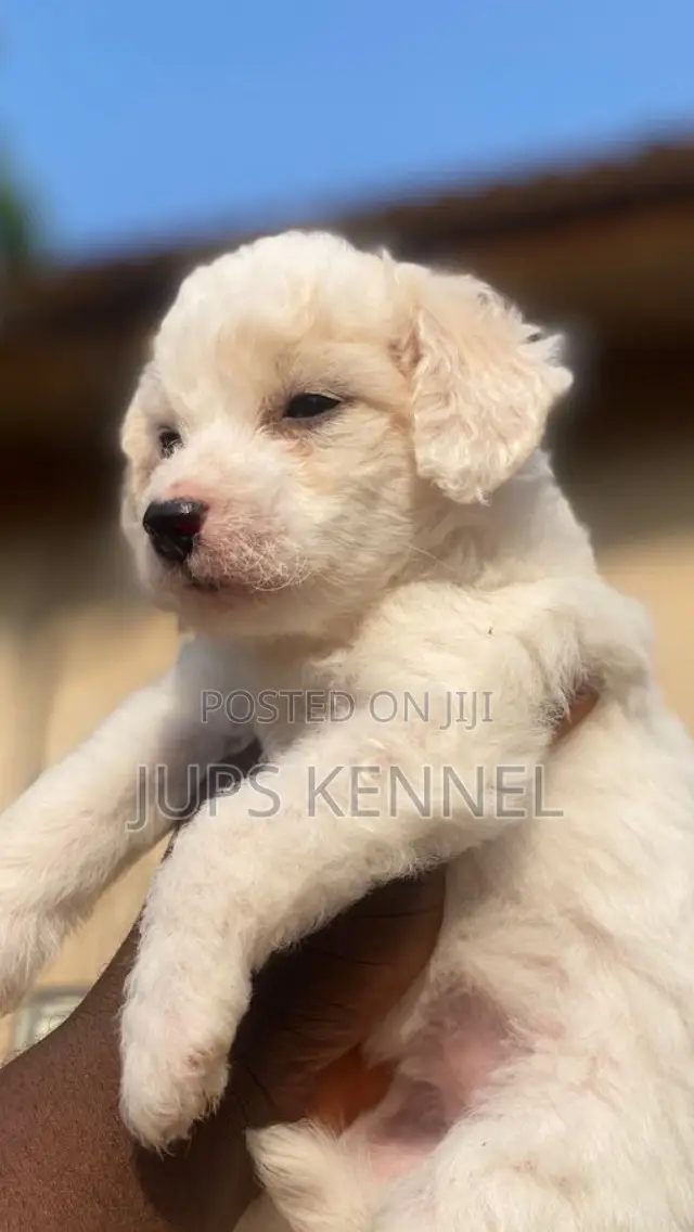 1-3 months Female Purebred Poodle