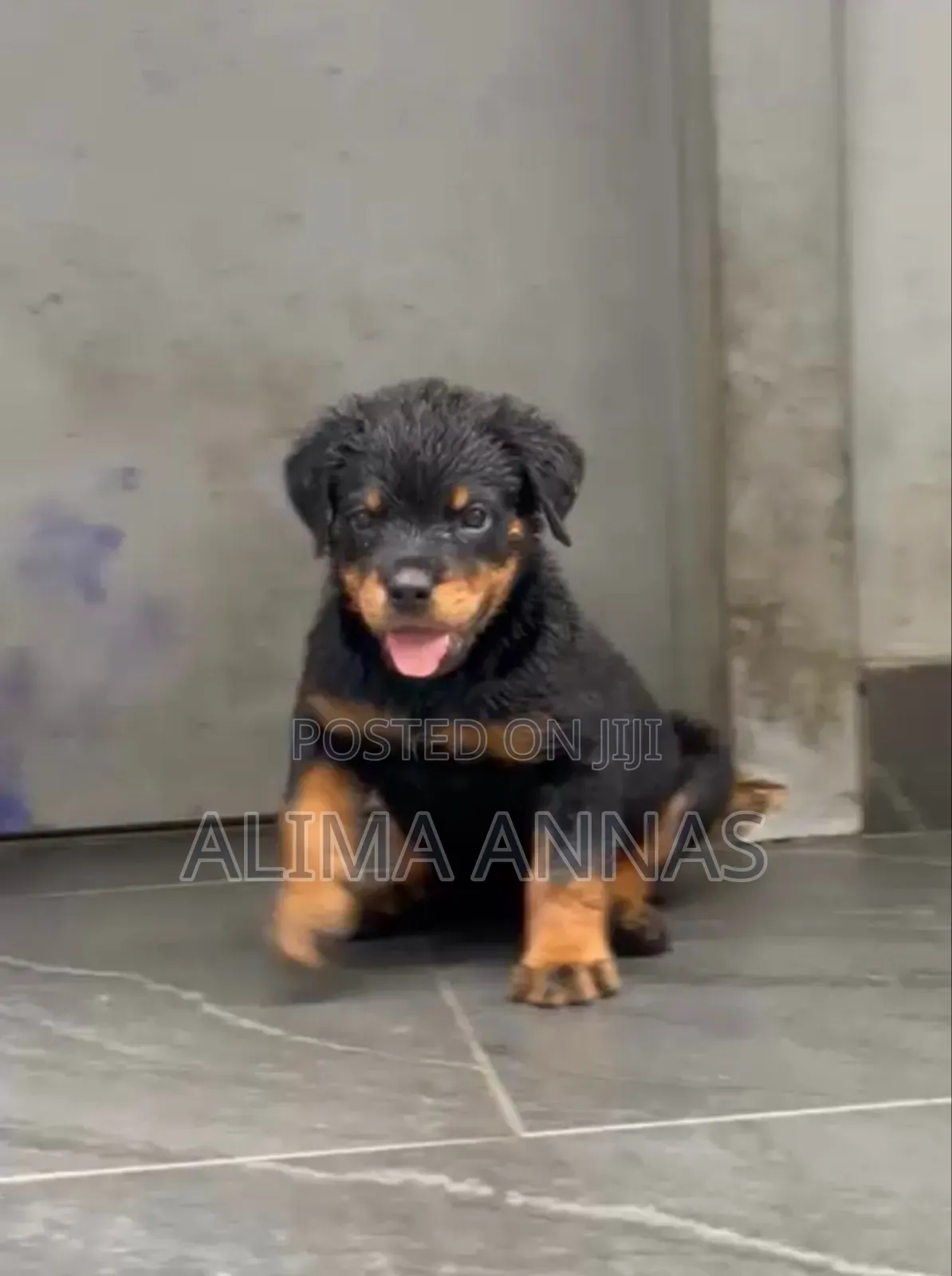 1-3 months Female Purebred Rottweiler
