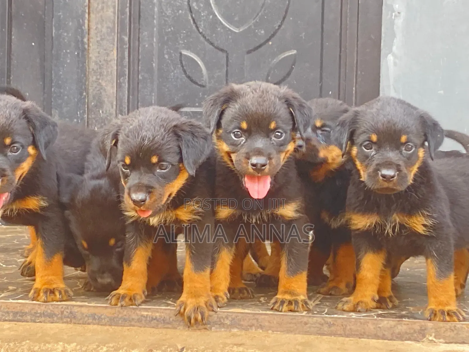 1-3 months Female Purebred Rottweiler