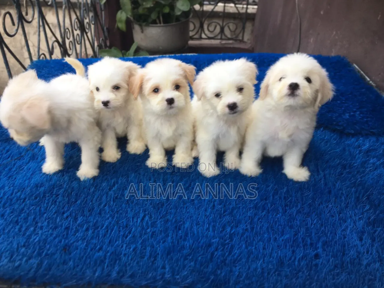 1-3 months Male Purebred Maltese