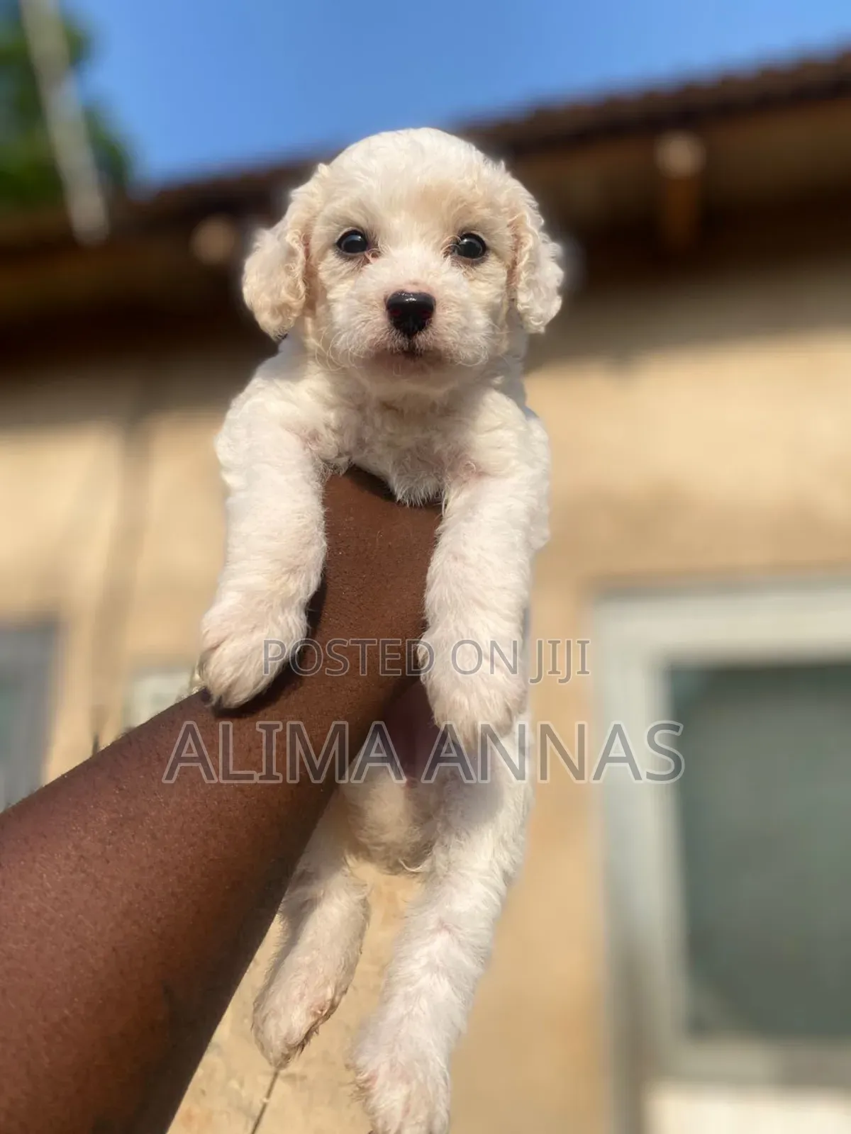 1-3 months Male Purebred Maltese