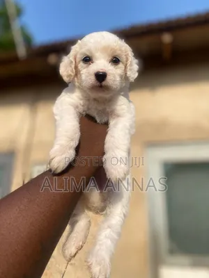 1-3 months Male Purebred Maltese