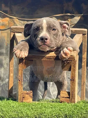 1-3 months Male Purebred American Pit Bull Terrier