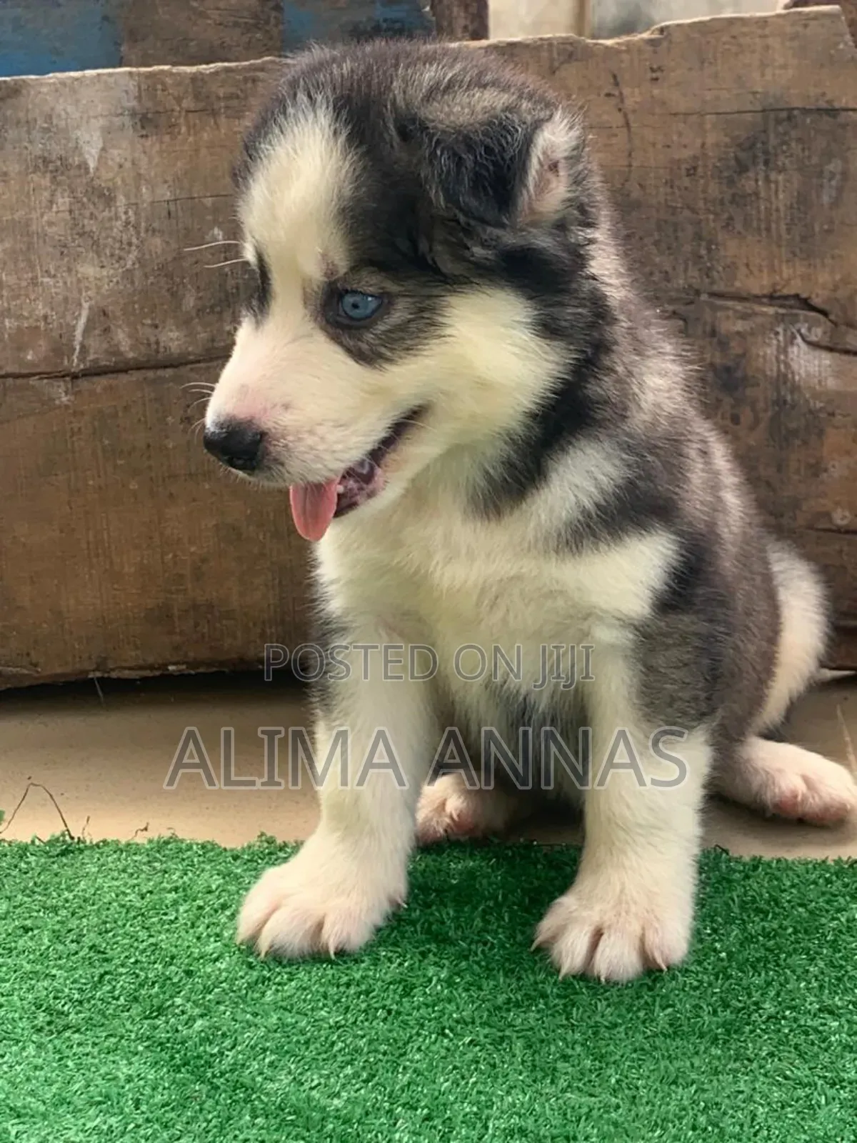 1-3 months Male Purebred Siberian Husky