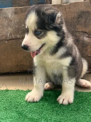 1-3 months Male Purebred Siberian Husky