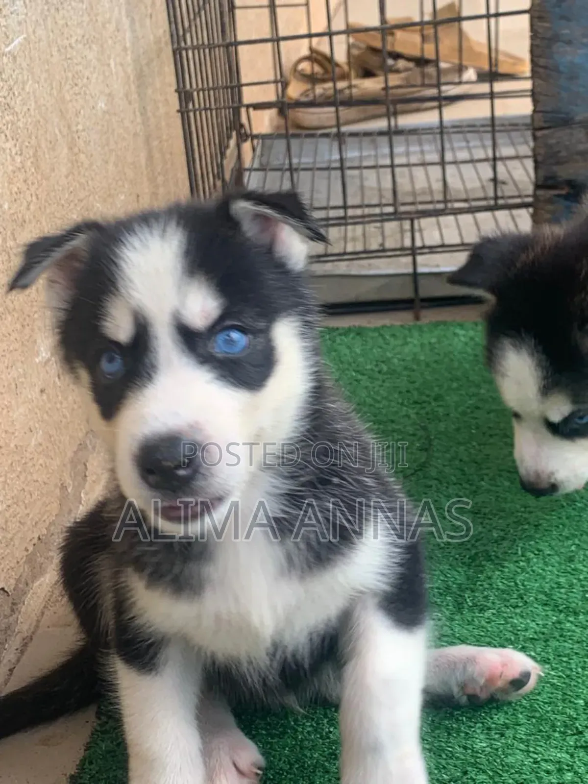 1-3 months Male Purebred Siberian Husky