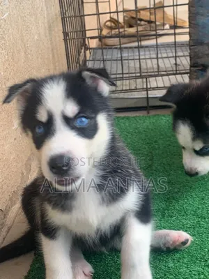 1-3 months Male Purebred Siberian Husky