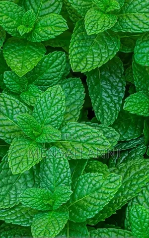 Greenhome Spearmint